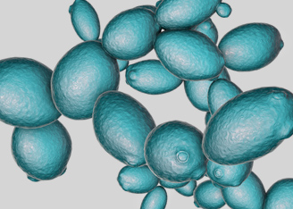 Why is Yeast Important for Recombinant Protein Expression